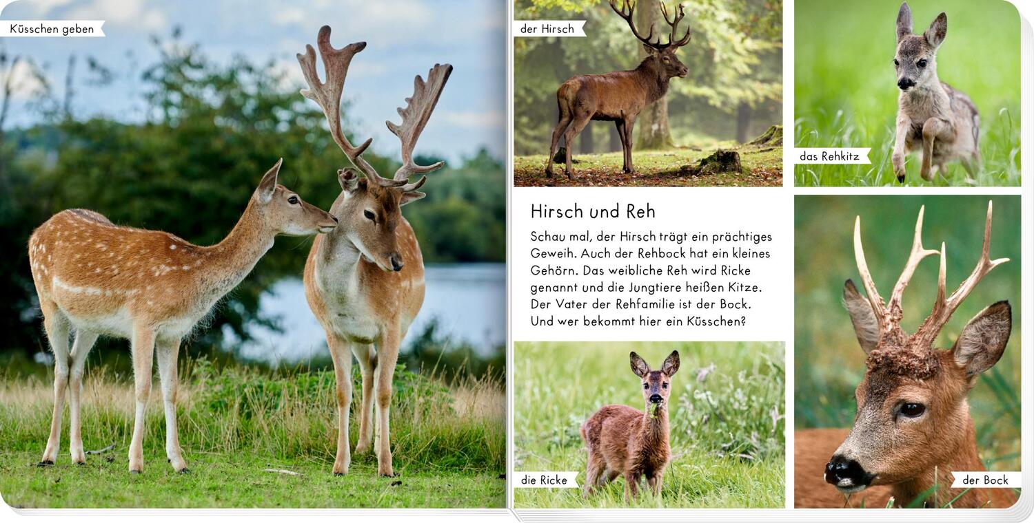 Bild: 9783649645481 | Meine liebsten Tiere im Wald | Buch | 28 S. | Deutsch | 2023