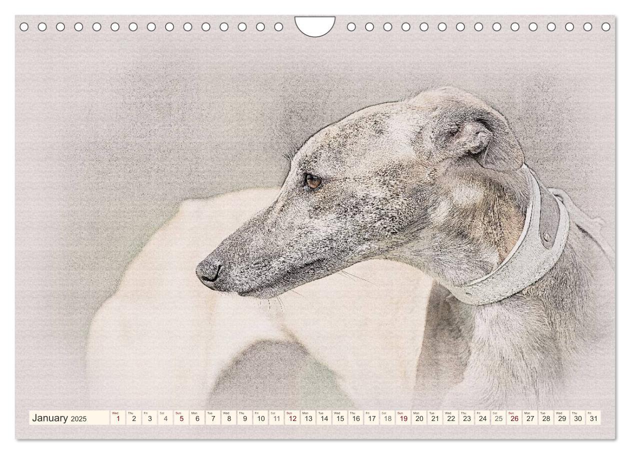 Bild: 9781325992690 | Whippets 2025 (Wall Calendar 2025 DIN A4 landscape), CALVENDO 12...