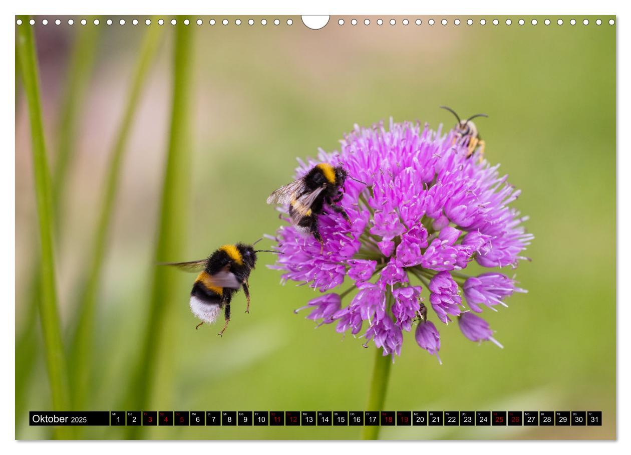 Bild: 9783383846076 | Hummeln - Flugaufnahmen eines faszinierenden Insekts (Wandkalender...