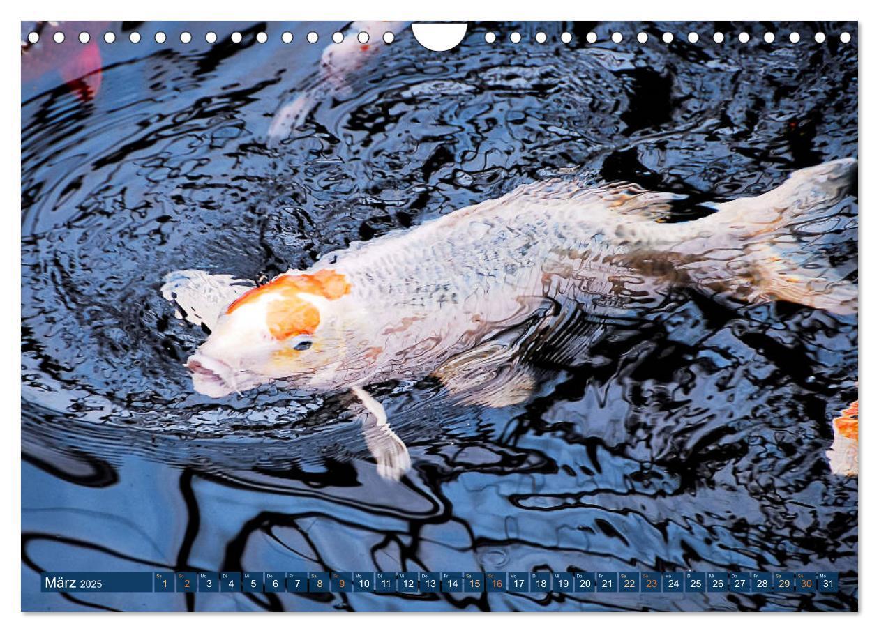 Bild: 9783435129553 | Koi: Juwelen im Teich (Wandkalender 2025 DIN A4 quer), CALVENDO...