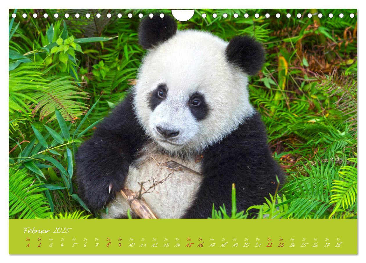 Bild: 9783435179428 | Der Große Panda Ein kuscheliger Geselle (Wandkalender 2025 DIN A4...