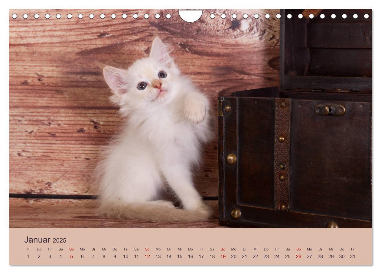 Bild: 9783435341627 | Flauschige Ragdoll Kitten (Wandkalender 2025 DIN A4 quer), CALVENDO...