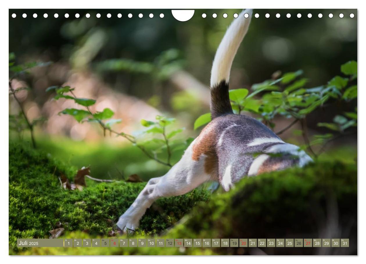 Bild: 9783435574896 | Beaglebabys auf Entdeckungstour (Wandkalender 2025 DIN A4 quer),...