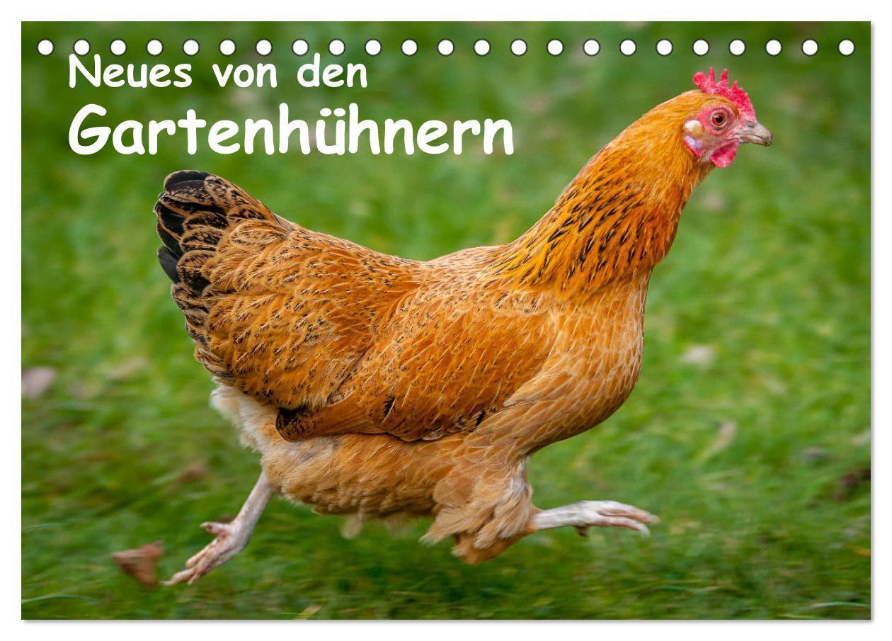 Cover: 9783383233821 | Neues von den Gartenhühnern (Tischkalender 2024 DIN A5 quer),...