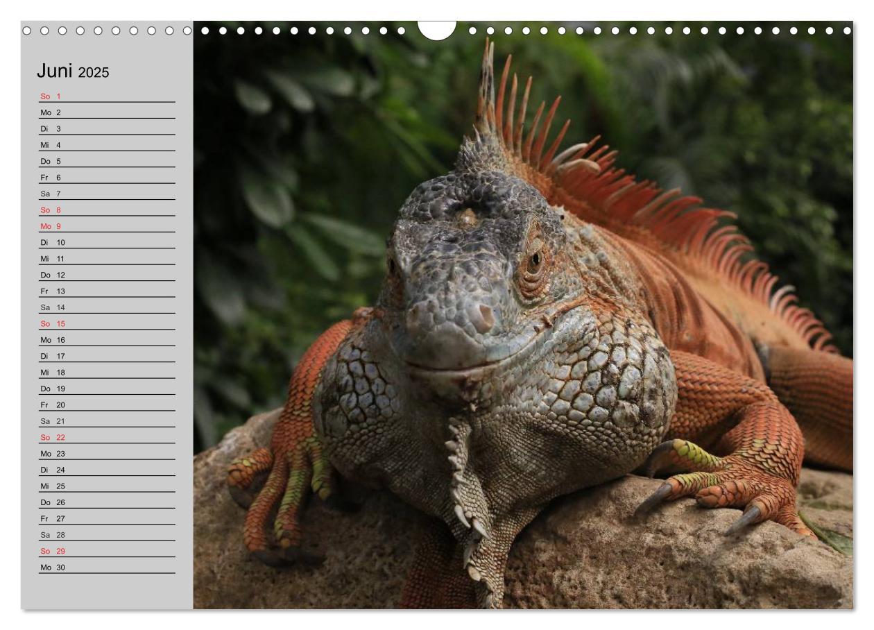 Bild: 9783435529261 | Kaltes Blut. Faszination Reptilien (Wandkalender 2025 DIN A3 quer),...