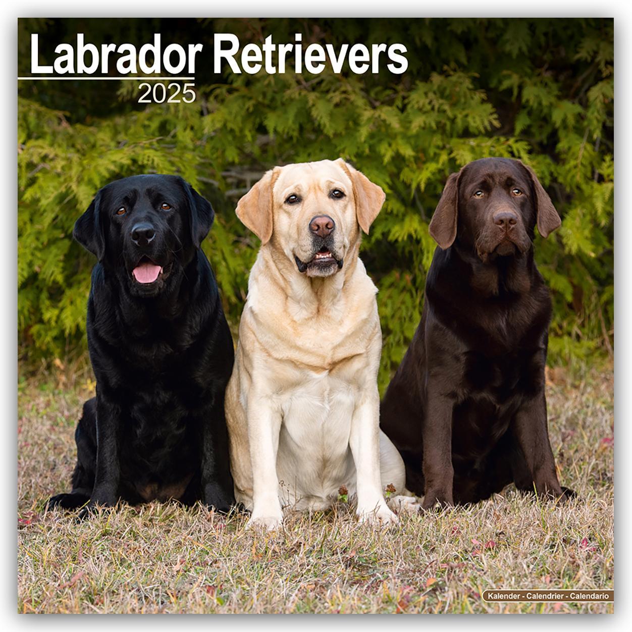 Cover: 9781804603628 | Labrador Retriever 2025 - 16-Monatskalender | Avonside Publishing Ltd