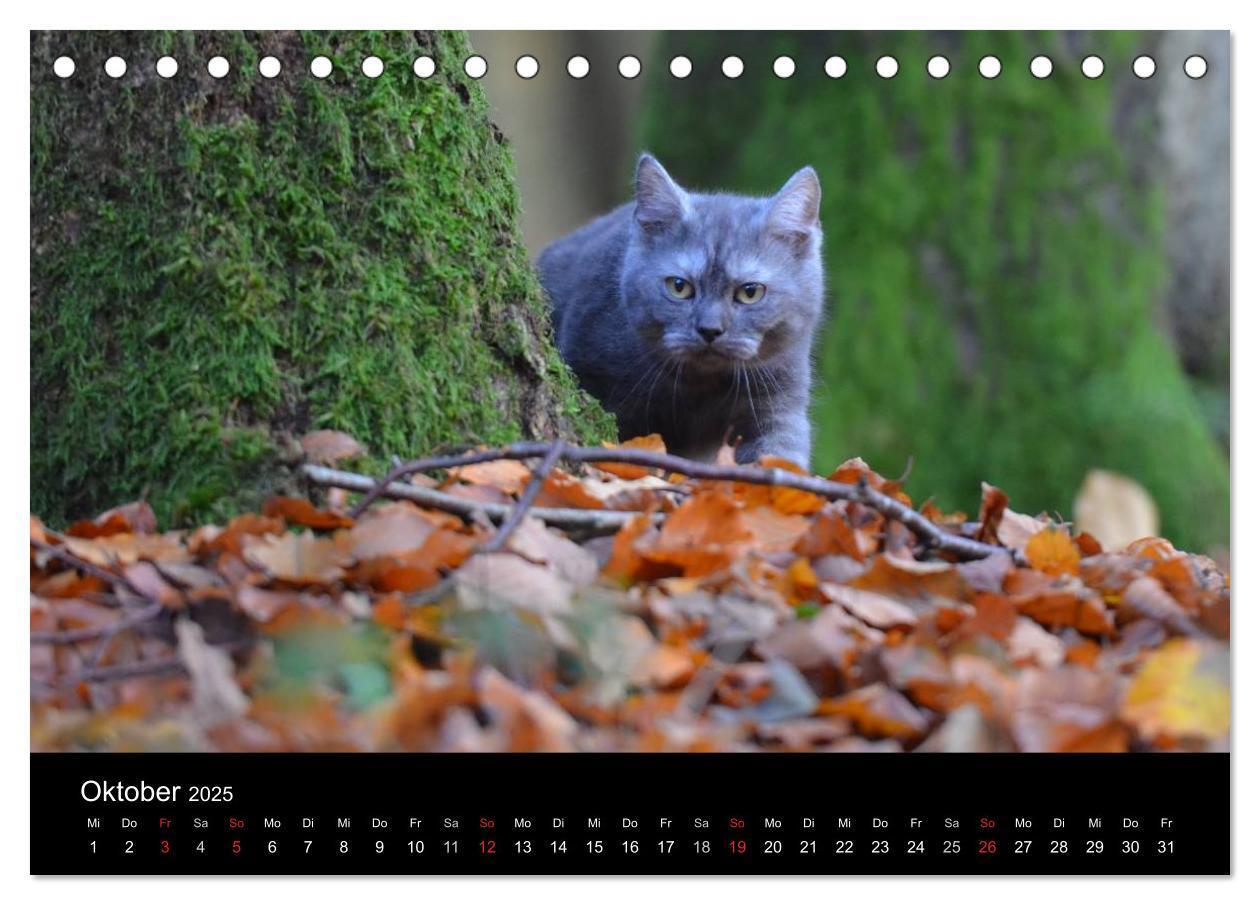 Bild: 9783435519729 | Haustiger - Ein Katzenkalender (Tischkalender 2025 DIN A5 quer),...