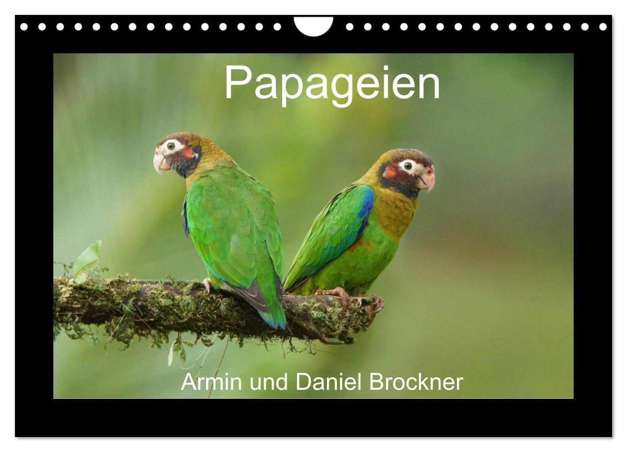 Cover: 9783383231049 | Papageien (Wandkalender 2024 DIN A4 quer), CALVENDO Monatskalender