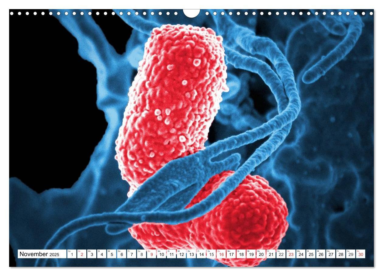 Bild: 9783435483853 | Mikrobiologie. Mikroorganismen, Genetik und Zellen (Wandkalender...