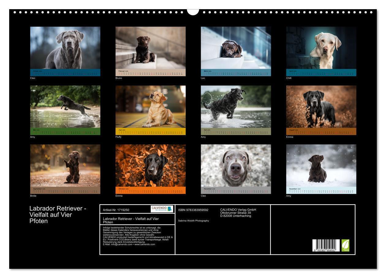 Bild: 9783383959592 | Labrador Retriever - Vielfalt auf Vier Pfoten (Wandkalender 2025...