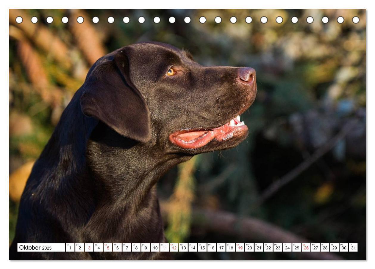 Bild: 9783435563982 | Labrador Retriever - Freunde für´s Leben (Tischkalender 2025 DIN A5...