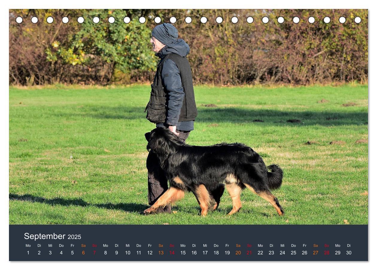 Bild: 9783435149056 | Ein Hovawart, ein Wachhund (Tischkalender 2025 DIN A5 quer),...