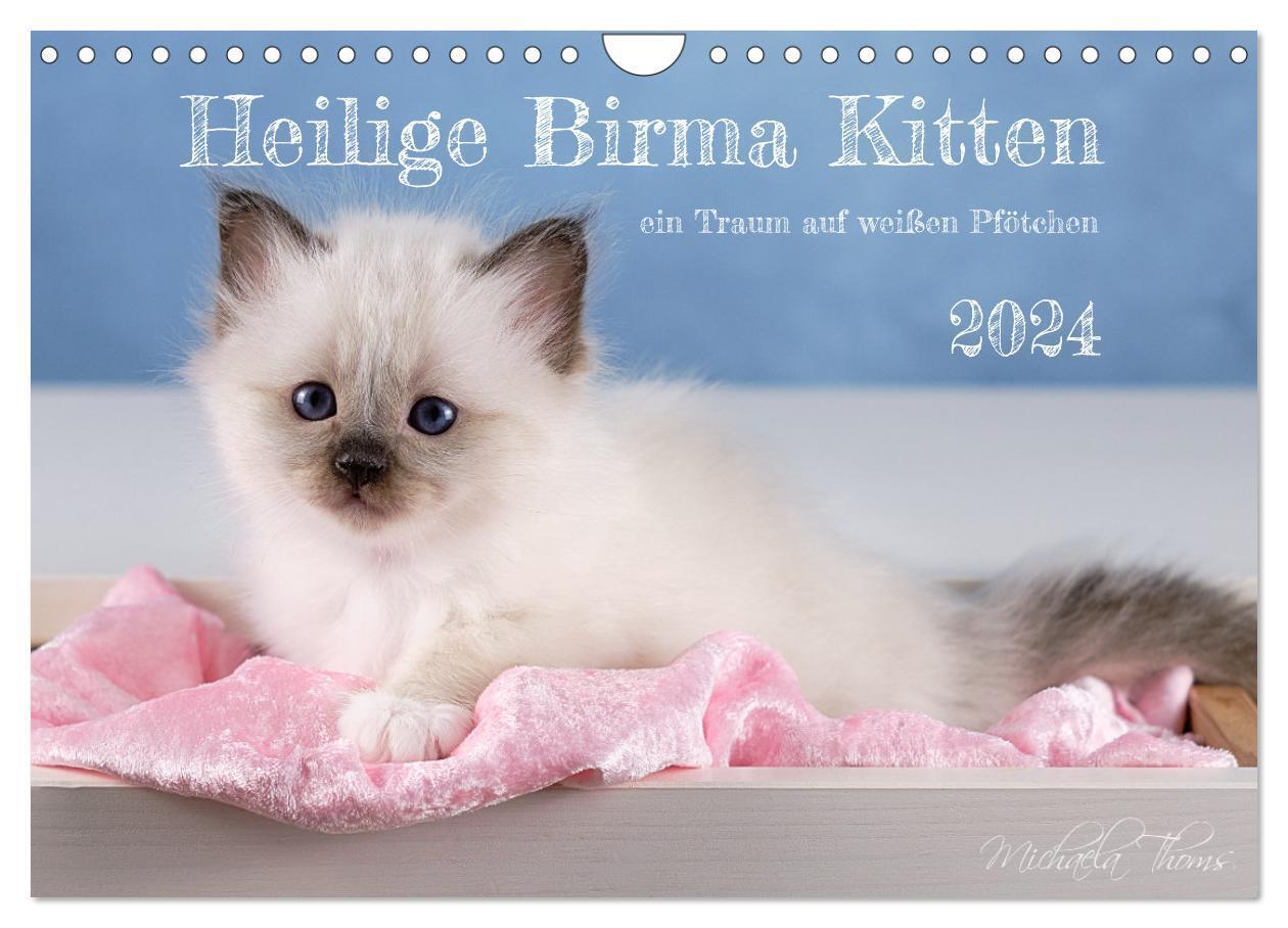 Cover: 9783675429376 | Heilige Birma Kitten - ein Traum auf weißen Pfötchen (Wandkalender...