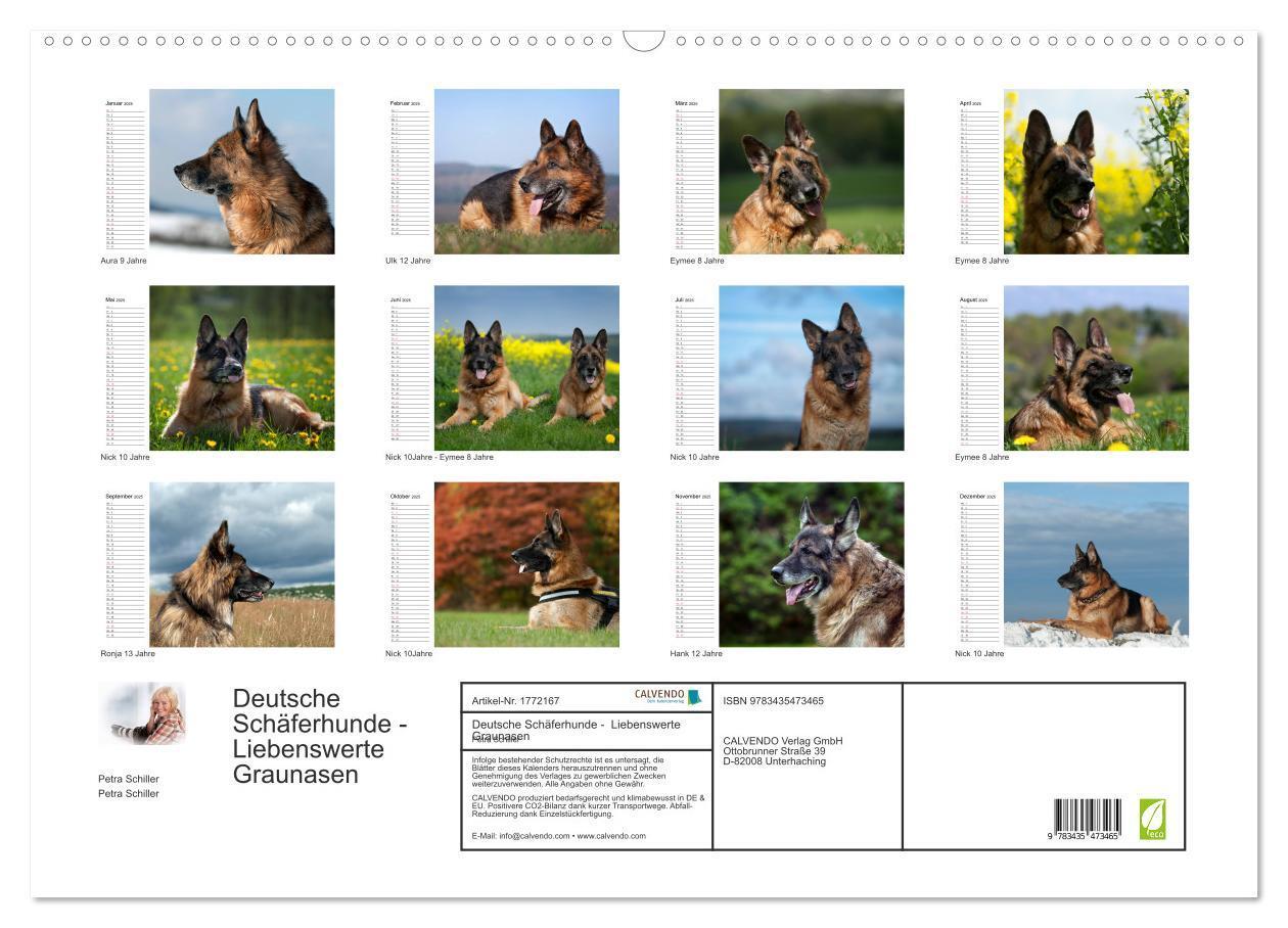 Bild: 9783435473465 | Deutsche Schäferhunde - Liebenswerte Graunasen (Wandkalender 2025...