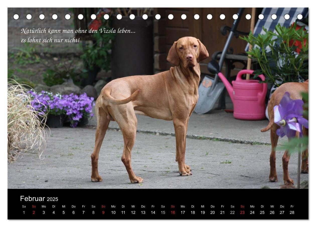 Bild: 9783435518708 | Magyar Vizsla - Zauberhafte Kobolde (Tischkalender 2025 DIN A5...