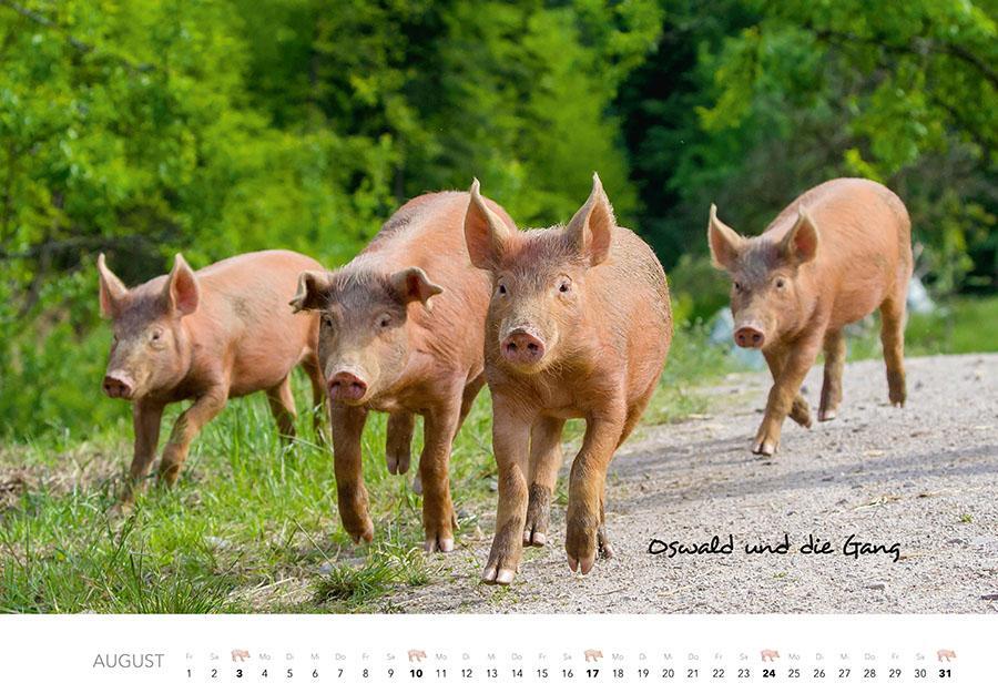 Bild: 9783966648332 | Schweine Kalender 2025 | Der Tierkalender mit den charmanten Namen