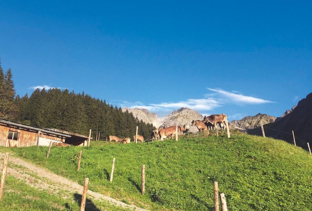 Bild: 9783959612722 | Sehnsuchtsküche Alm | 55 echte Hüttenrezepte aus den Alpen | Buch