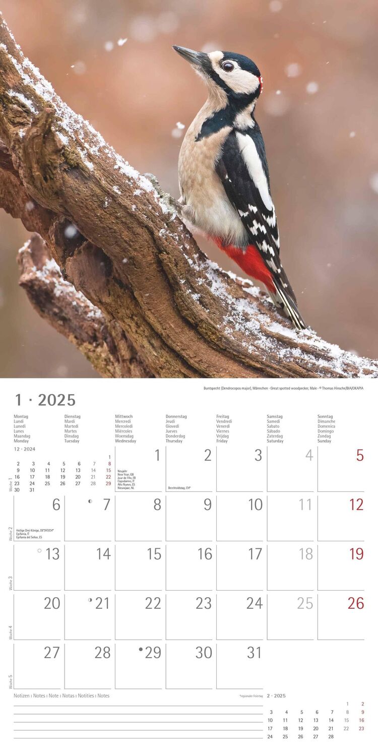 Bild: 4251732340728 | Vögel 2025 - Broschürenkalender 30x30 cm (30x60 geöffnet) -...