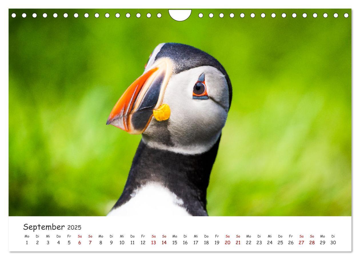 Bild: 9783383938412 | Die Welt der Papageientaucher - Islands Wildvögel (Wandkalender...