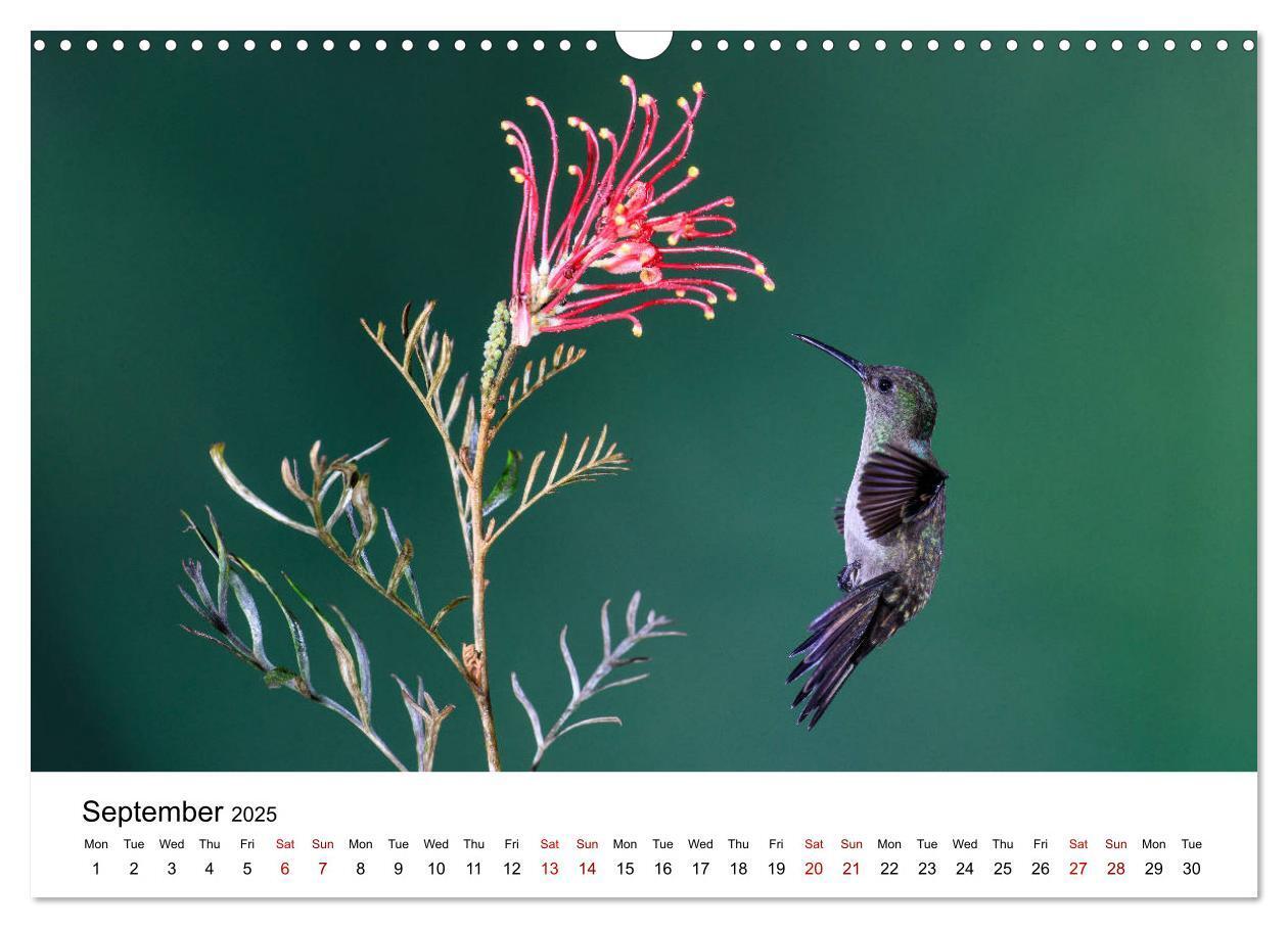 Bild: 9781325938438 | Hummingbirds - Flight artists in the rainforest (Wall Calendar 2025...