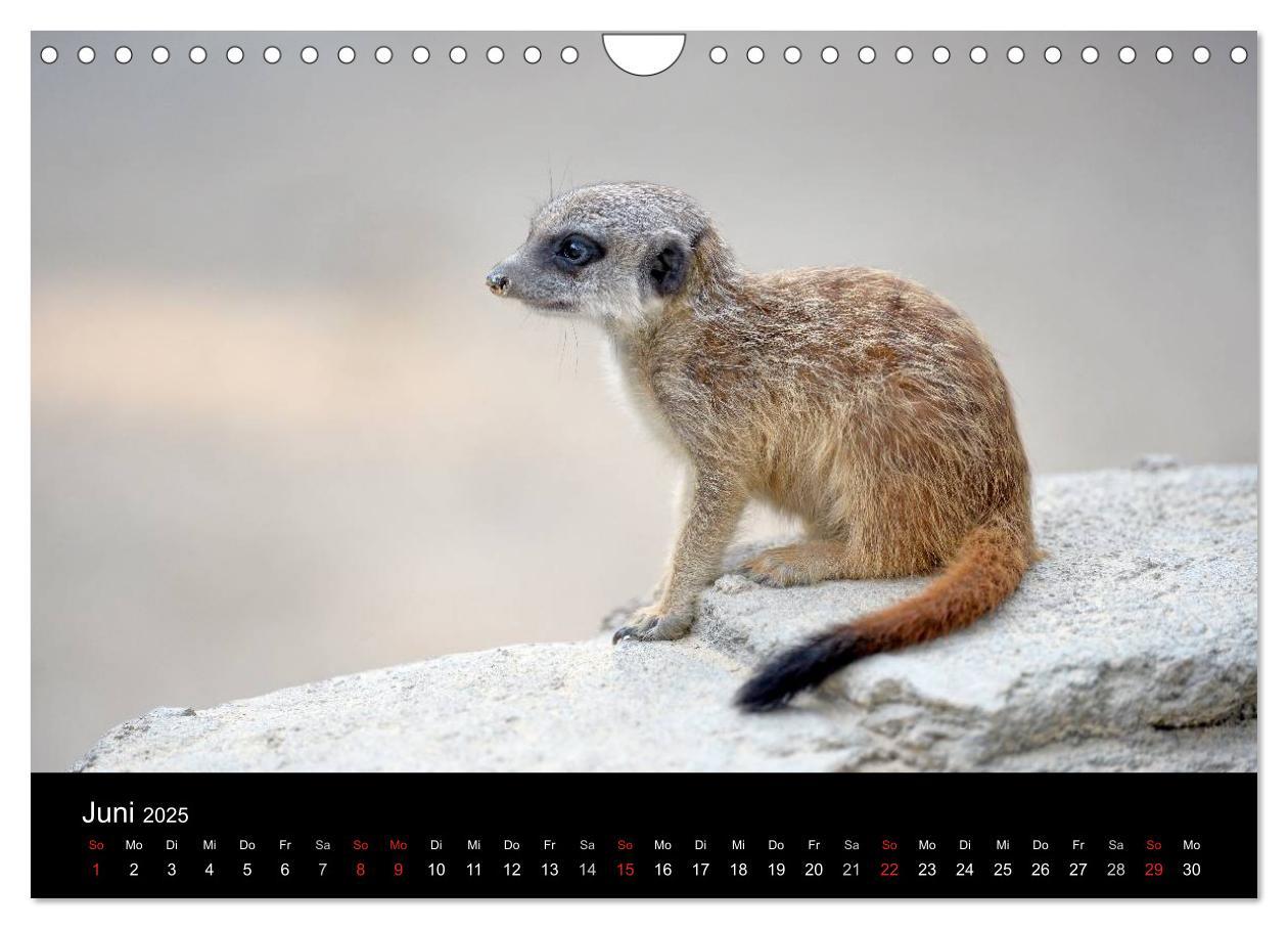 Bild: 9783435782451 | Lustige Erdmännchen (Wandkalender 2025 DIN A4 quer), CALVENDO...