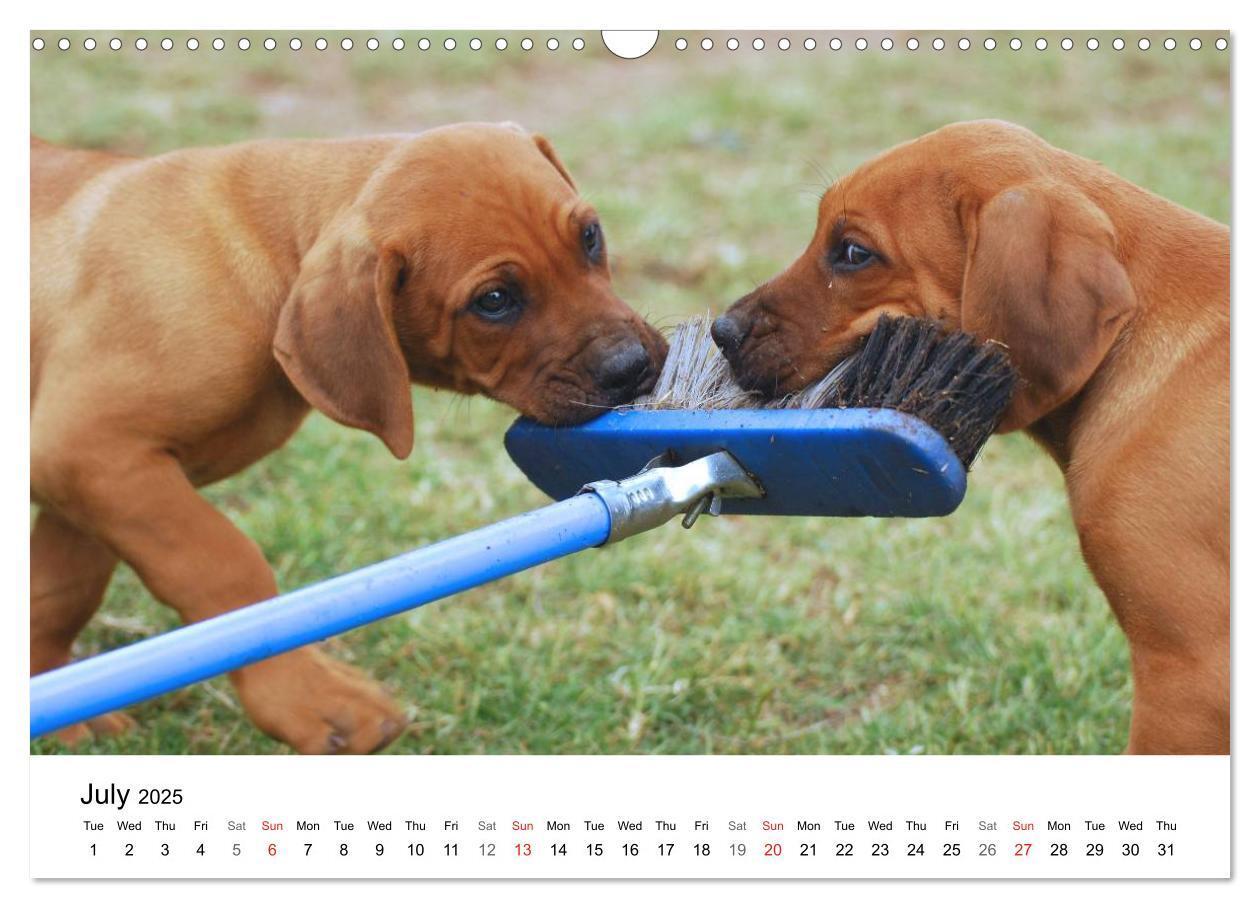 Bild: 9781325960538 | Rhodesian Ridgeback Puppies (Wall Calendar 2025 DIN A3 landscape),...