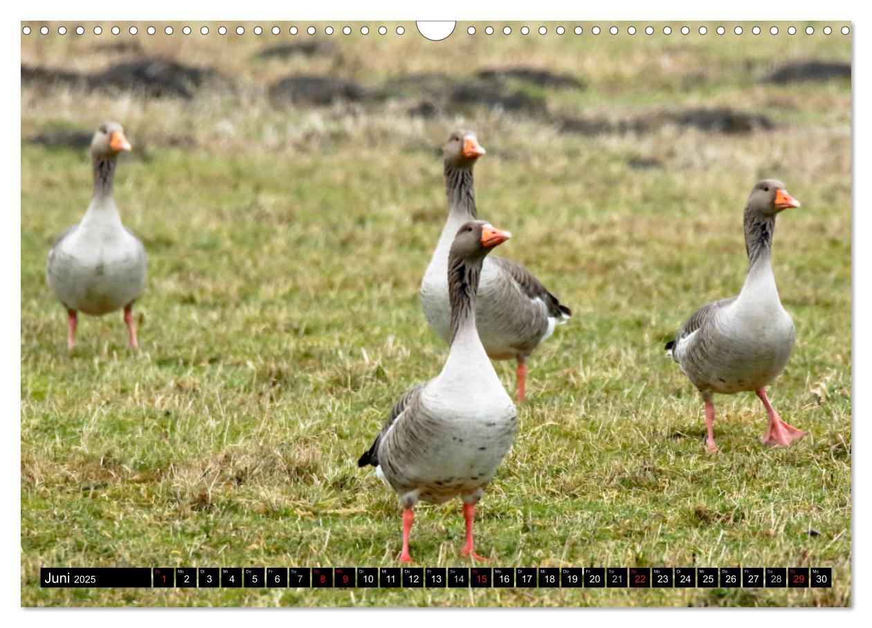 Bild: 9783435376568 | Gefiederte Schönheiten - Wildgänse in Norddeutschland (Wandkalender...