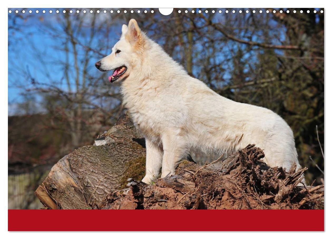 Bild: 9783435765560 | Weißer Schweizer Schäferhund (Wandkalender 2025 DIN A3 quer),...