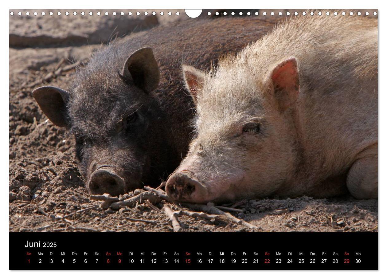 Bild: 9783435838509 | Schweinereien (Wandkalender 2025 DIN A3 quer), CALVENDO Monatskalender