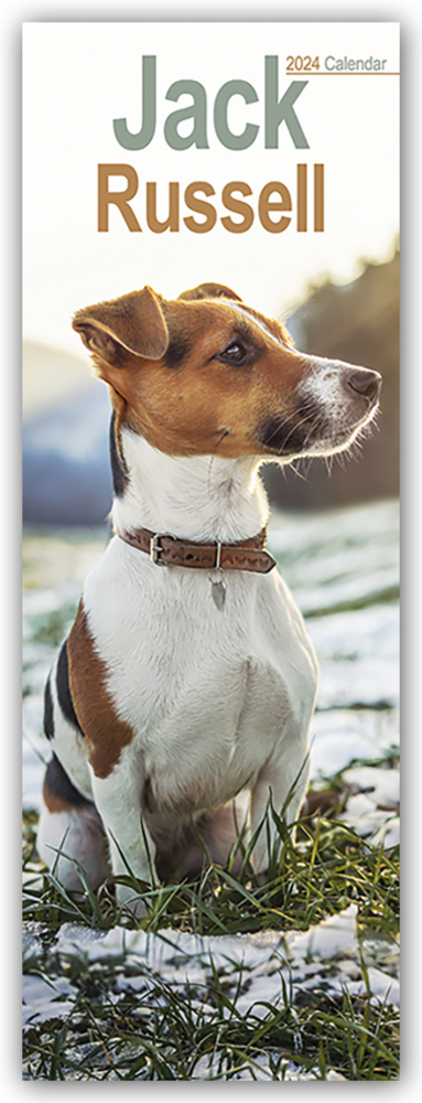 Cover: 9781804602164 | Jack Russell - Jack Russell Terrier 2024 | Avonside Publishing Ltd