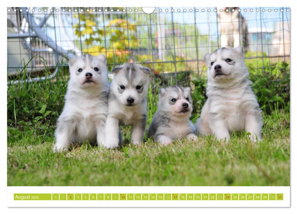 Bild: 9783435747856 | Siberian Husky - der Urtyp (Wandkalender 2025 DIN A3 quer),...