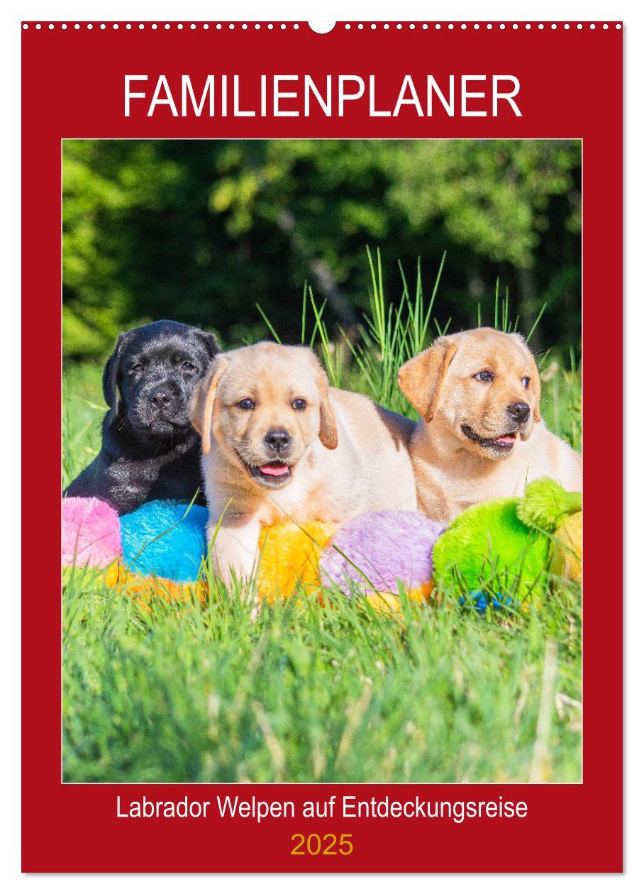 Cover: 9783435957675 | Familienplaner - Labrador Welpen entdecken die Welt (Wandkalender...