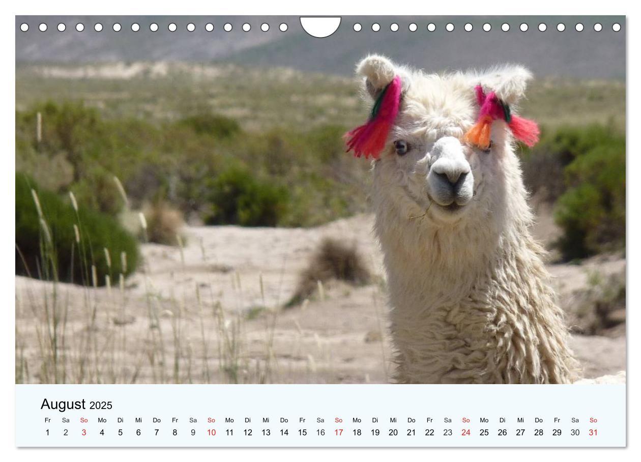 Bild: 9783435483846 | Die Kameliden. Hübsche Kamele, Lamas und Alpakas (Wandkalender 2025...