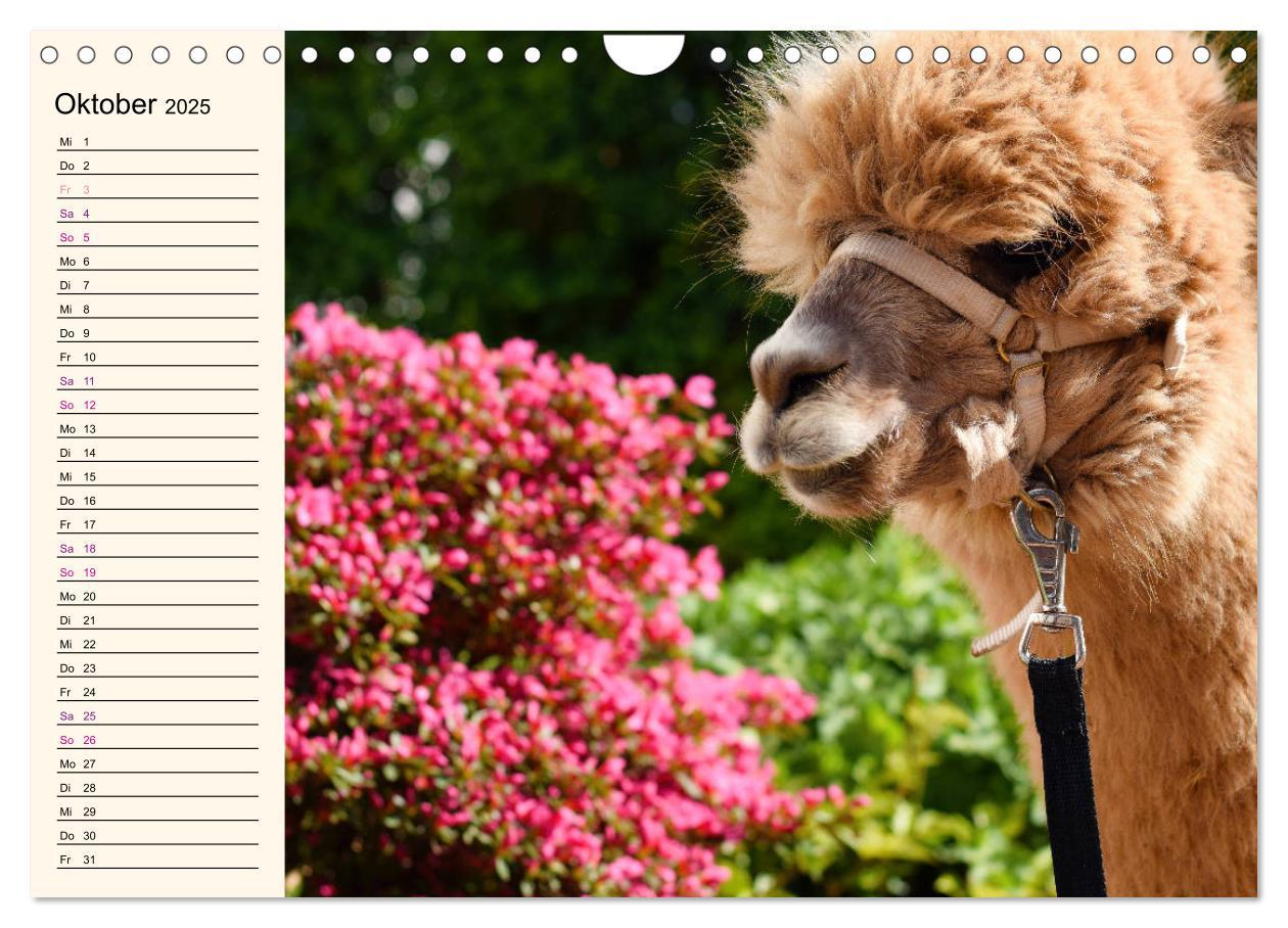 Bild: 9783435301652 | Alpakas im Blumenzauber (Wandkalender 2025 DIN A4 quer), CALVENDO...