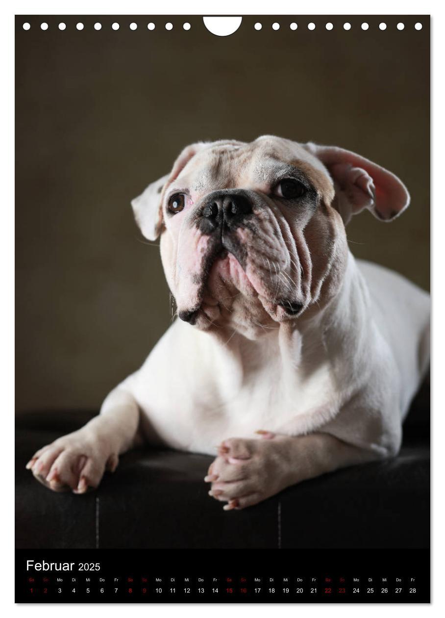 Bild: 9783457003756 | Bullys mit Charme - Französische Bulldoggen im Portrait...