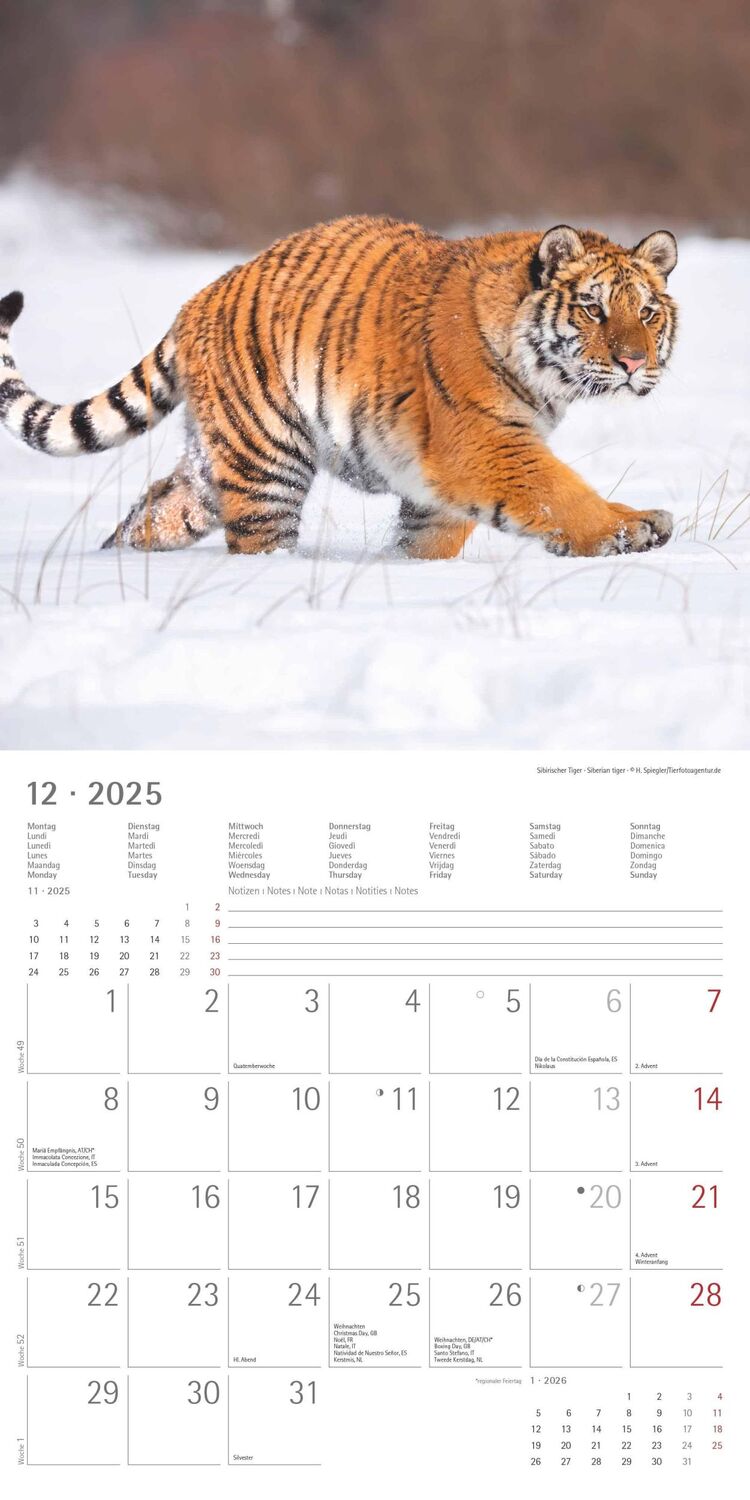 Bild: 4251732343057 | Großkatzen 2025 - Broschürenkalender 30x30 cm (30x60 geöffnet) -...