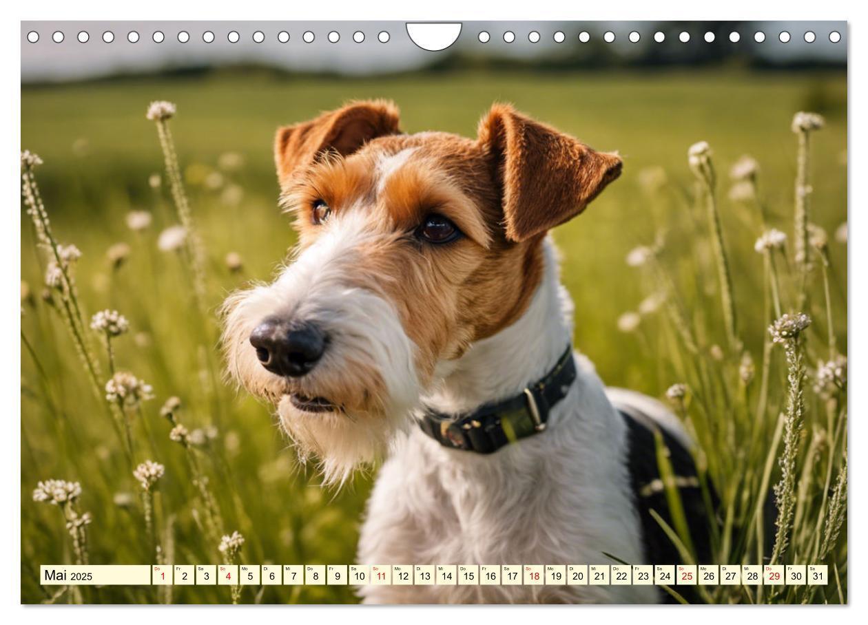 Bild: 9783435690367 | Drahthaar-Foxterrier (Wandkalender 2025 DIN A4 quer), CALVENDO...