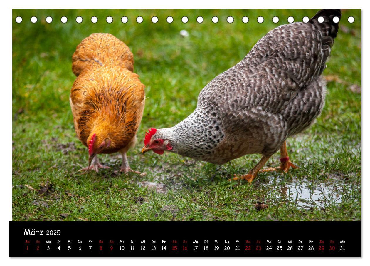 Bild: 9783435448142 | Neues von den Gartenhühnern (Tischkalender 2025 DIN A5 quer),...