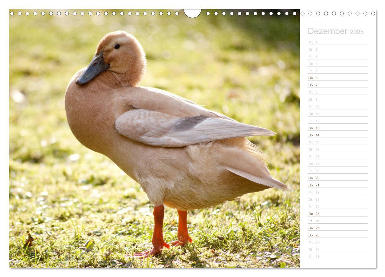 Bild: 9783435300549 | Laufenten - tierisch liebenswerte Zeitgenossen (Wandkalender 2025...