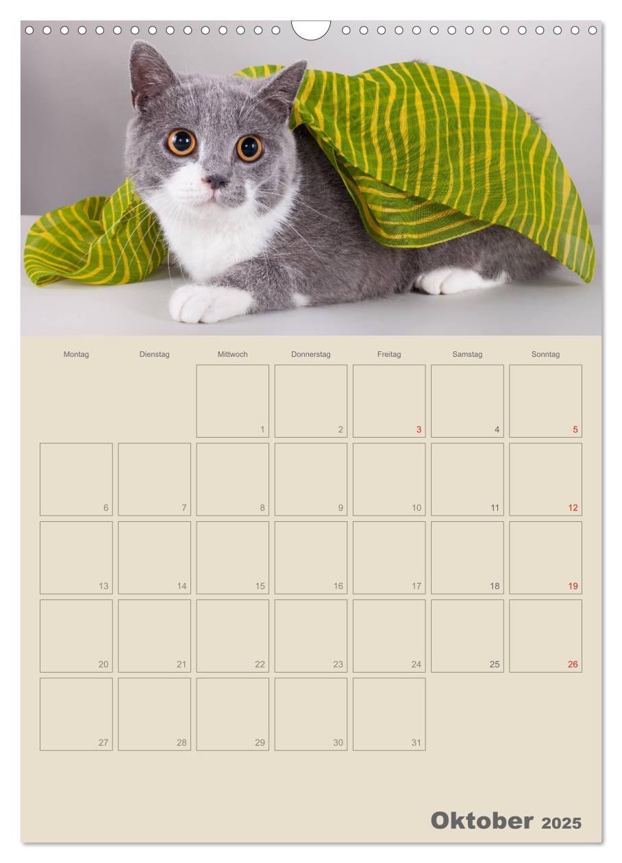 Bild: 9783457074480 | Britisch Kurzhaar Katzen - Planer (Wandkalender 2025 DIN A3 hoch),...