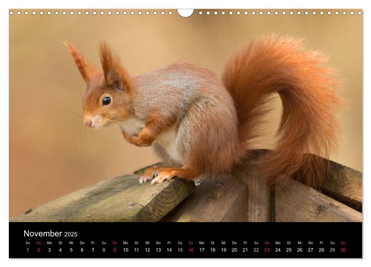 Bild: 9783435556878 | Wilde Heimat (Wandkalender 2025 DIN A3 quer), CALVENDO Monatskalender