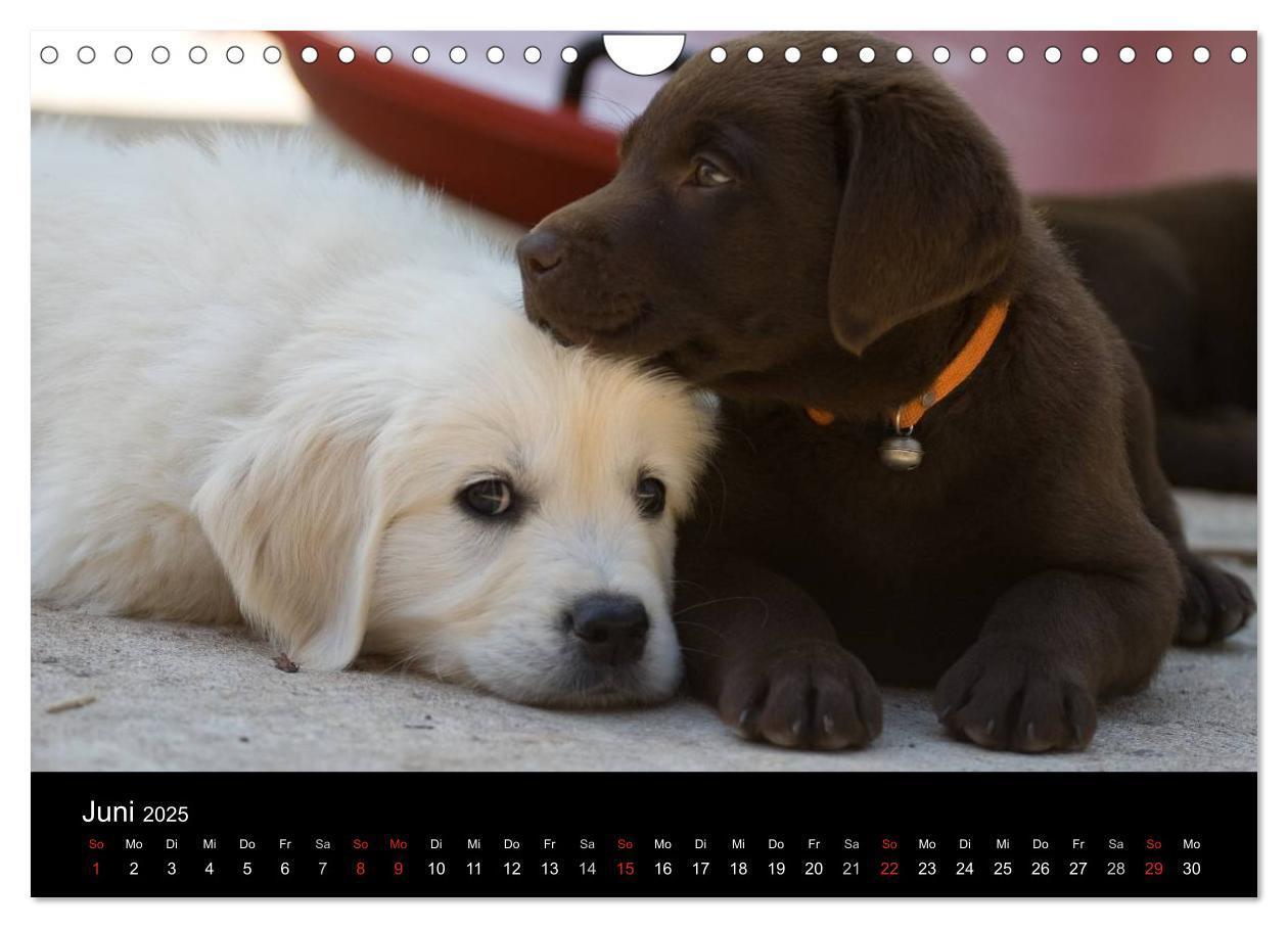 Bild: 9783435834389 | Hundewelpen (Wandkalender 2025 DIN A4 quer), CALVENDO Monatskalender