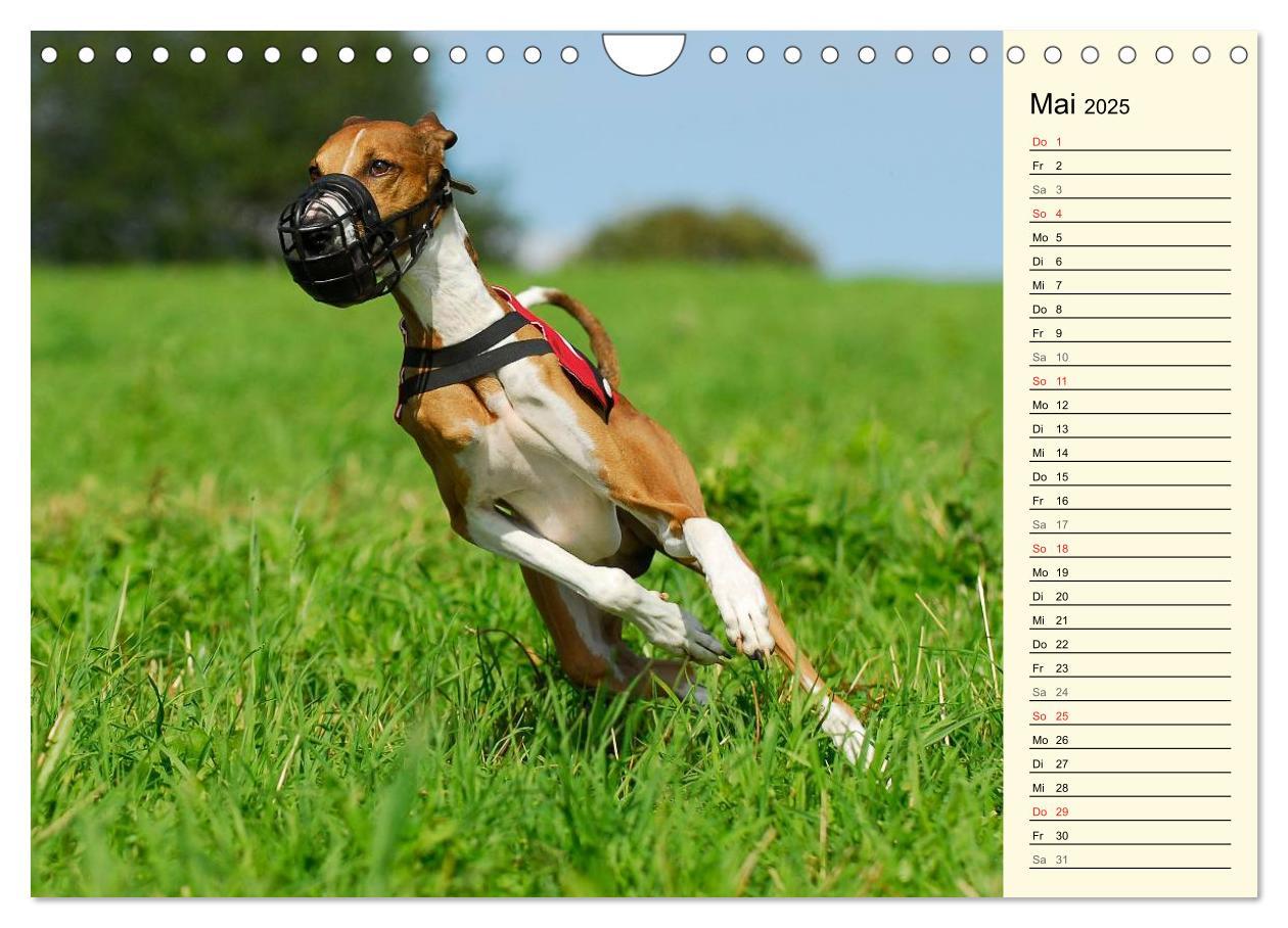 Bild: 9783435541652 | Windhund der Wüste - Der Azawakh (Wandkalender 2025 DIN A4 quer),...