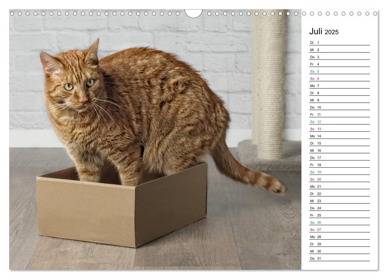 Bild: 9783435205417 | Karton Katzen (Wandkalender 2025 DIN A3 quer), CALVENDO Monatskalender