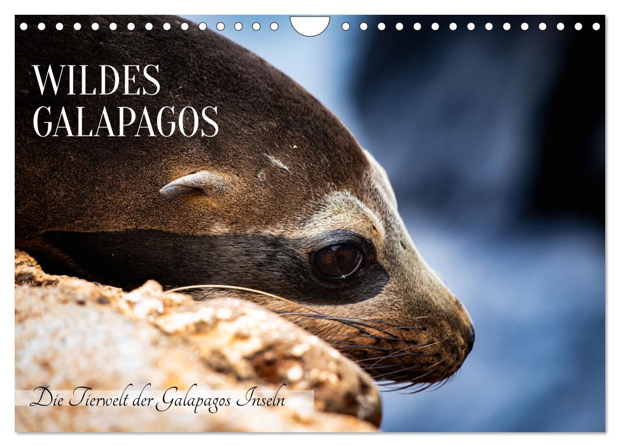 Cover: 9783383854200 | Wildes Galapagos - Die Tiere der Galapagos Inseln (Wandkalender...