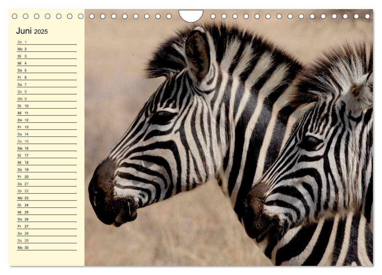 Bild: 9783435494118 | Afrika. Tiere in freier Wildbahn (Wandkalender 2025 DIN A4 quer),...