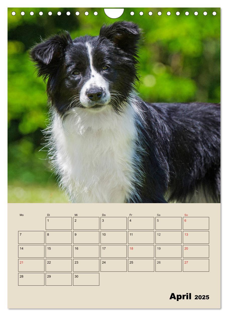 Bild: 9783435959617 | Border Collie - Ein Familienplaner (Wandkalender 2025 DIN A4 hoch),...