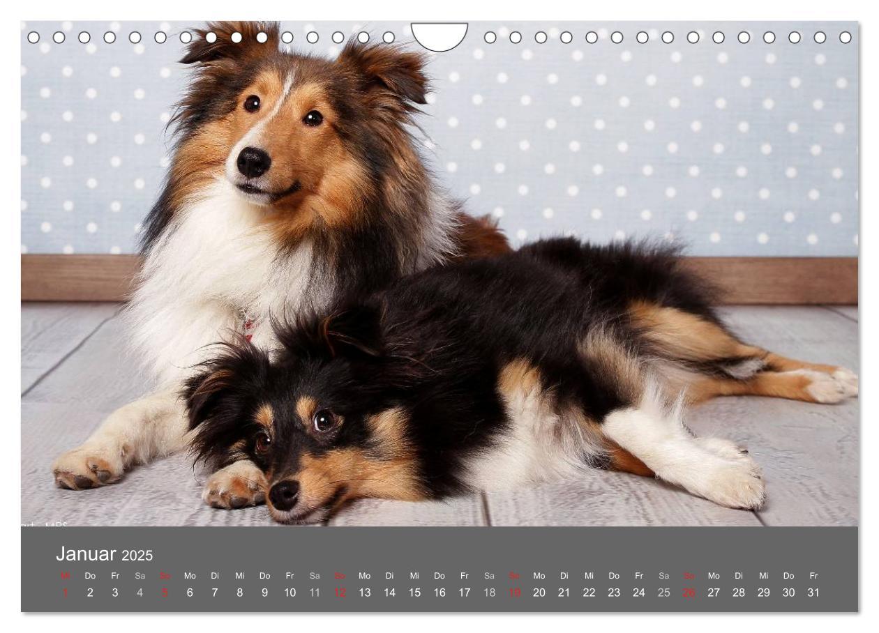 Bild: 9783435732166 | Shelties : Charmeure auf 4 Pfoten (Wandkalender 2025 DIN A4 quer),...