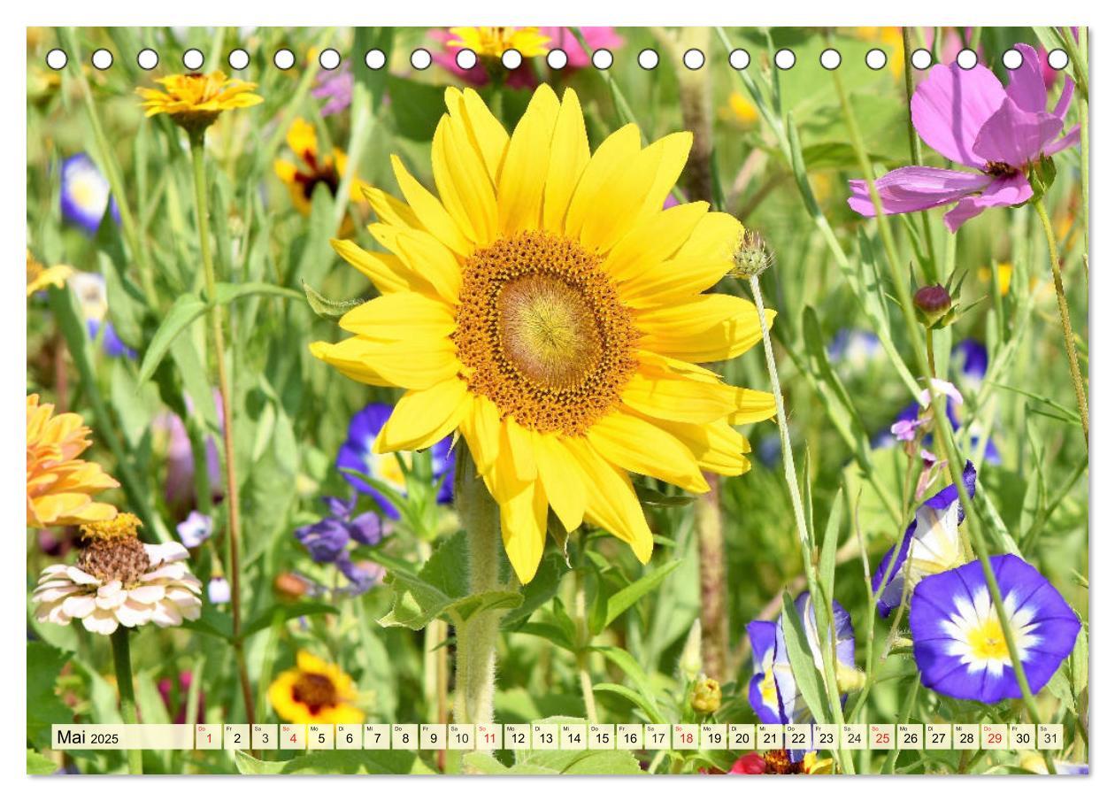 Bild: 9783435191826 | Sonnenblumen. Das Strahlen des Sommers (Tischkalender 2025 DIN A5...