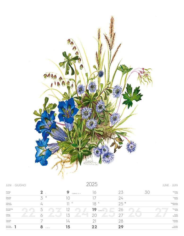 Bild: 9788868397432 | Alpenblumen-Aquarelle Kalender 2025 | Athesia-Tappeiner Verlag | 14 S.